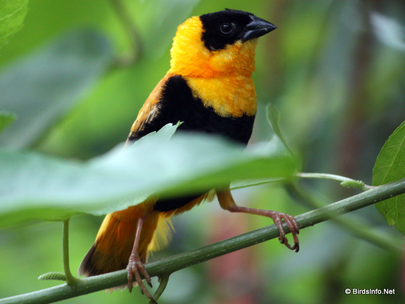 Perching Birds